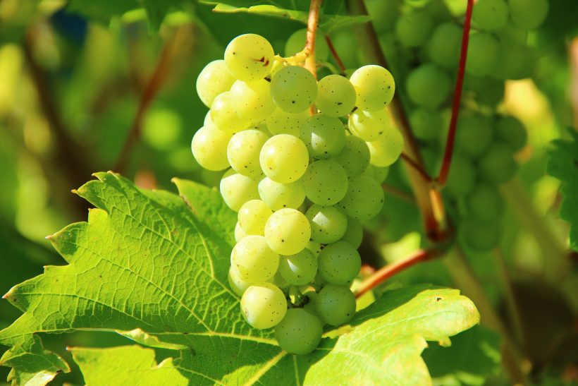 skuteczne zabezpieczanie winorośli przed chorobami