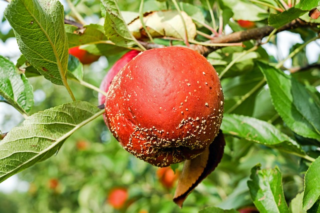 skuteczne zwalczanie chorób jabłoni